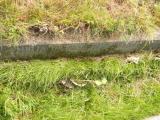 image of grave number 808493